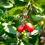 Raw Cashew Nut